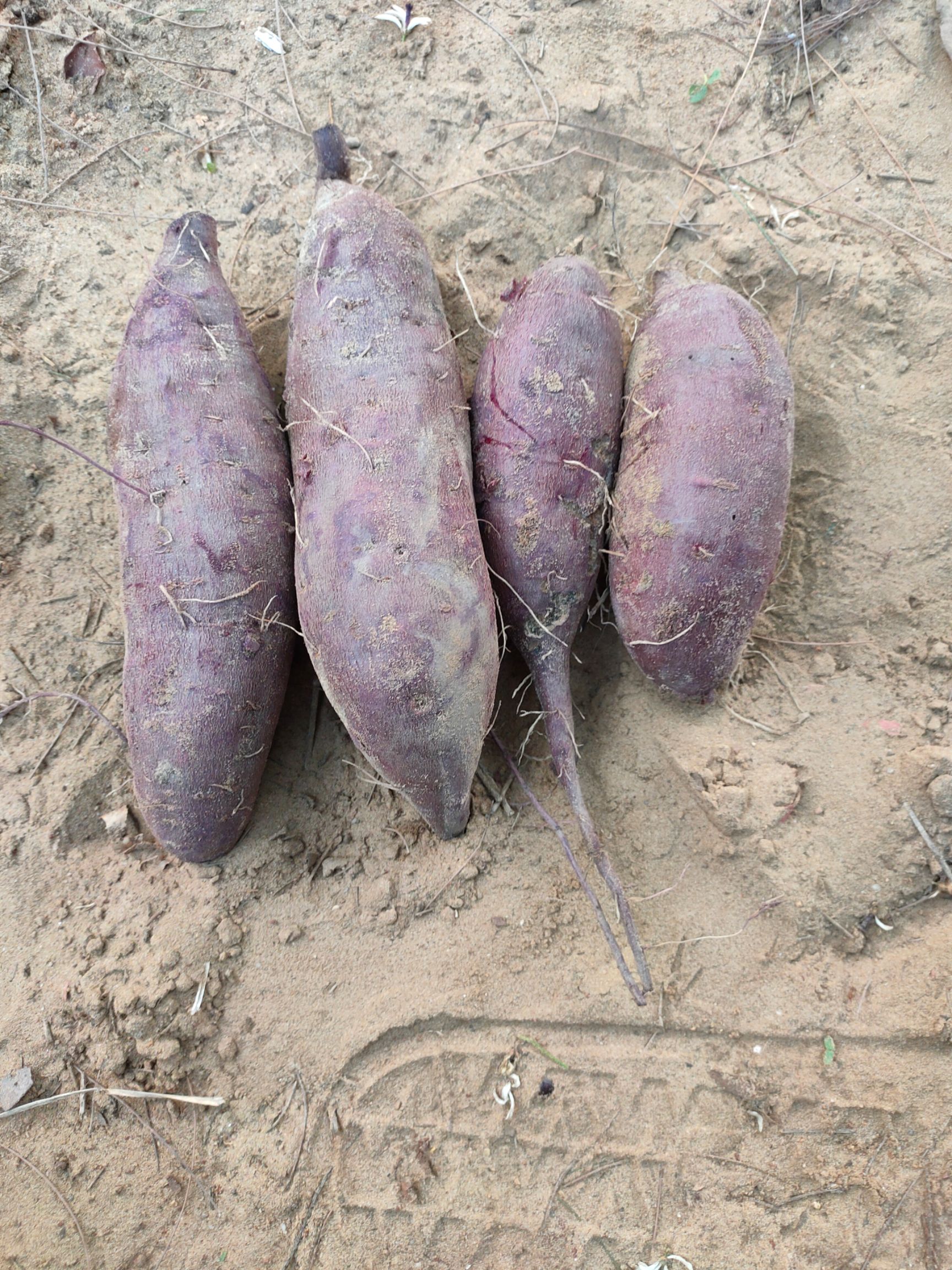 红薯  紫薯 桂经8号。现挖现卖，薯美价廉欢迎亲临，薯地抽样